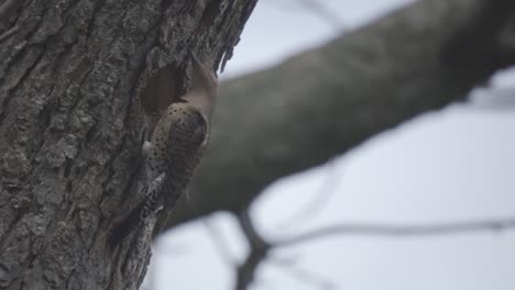 Nahaufnahme-Eines-Schönen-Vogels,-Der-Auf-Einem-Baum-Thront,-Nördliches-Flimmern,-Eine-Spechtart