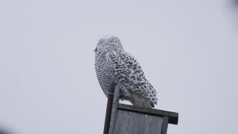 a snowy owl is perched on a bird box hunting for voles on a cold winter day in canada