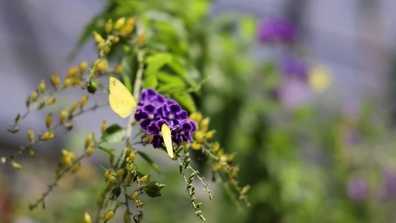 mariposas interactuando con flores y hojas