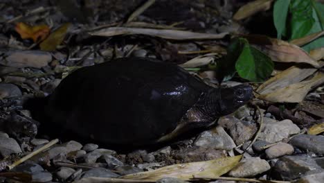 4k a black mash turtle, siebenrockiella crassicollis