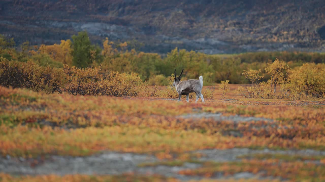 A lone reindeer in the autumn tundra