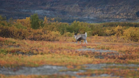 un reno solitario en la tundra de otoño