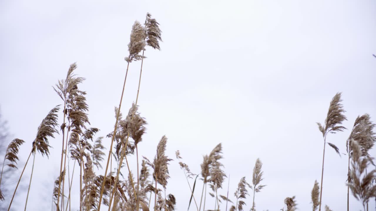 바람 부는 저녁 바닷가 옆에 곡물이 산들 바람에 움직입니다.