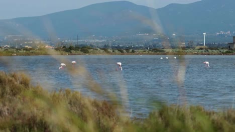 Flamencos-En-El-Agua-En-Cerdeña,-Italia