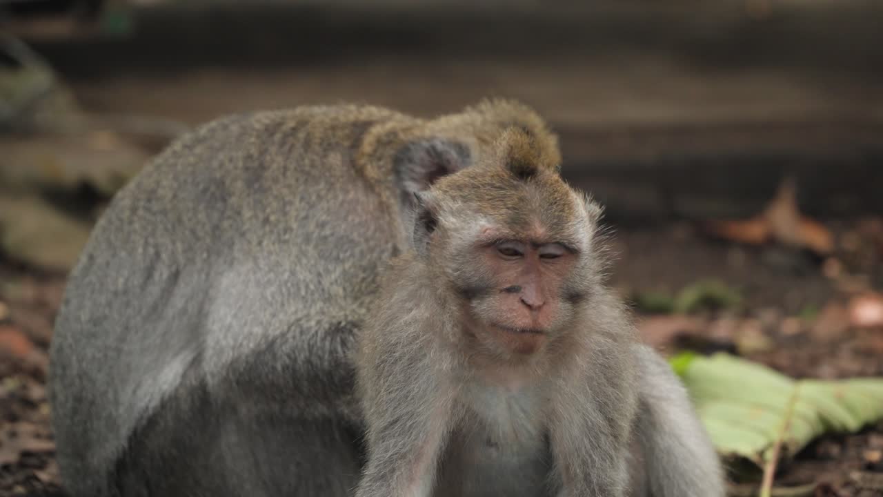 Long-tailed macaque grooming another younger child monkey in a lush green forest setting in Bali, Indonesia sitting on bare earth with backs arched