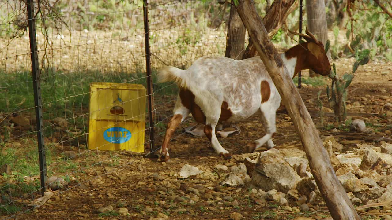 보네르의 울타리에 등을 긁는 국내 염소