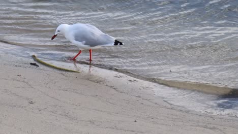 la gaviota interactúa con la orilla del agua en la playa de arena