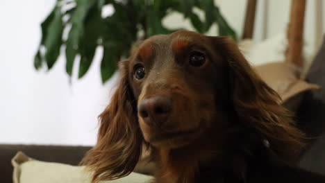 brown sausage dog looks cute and confused