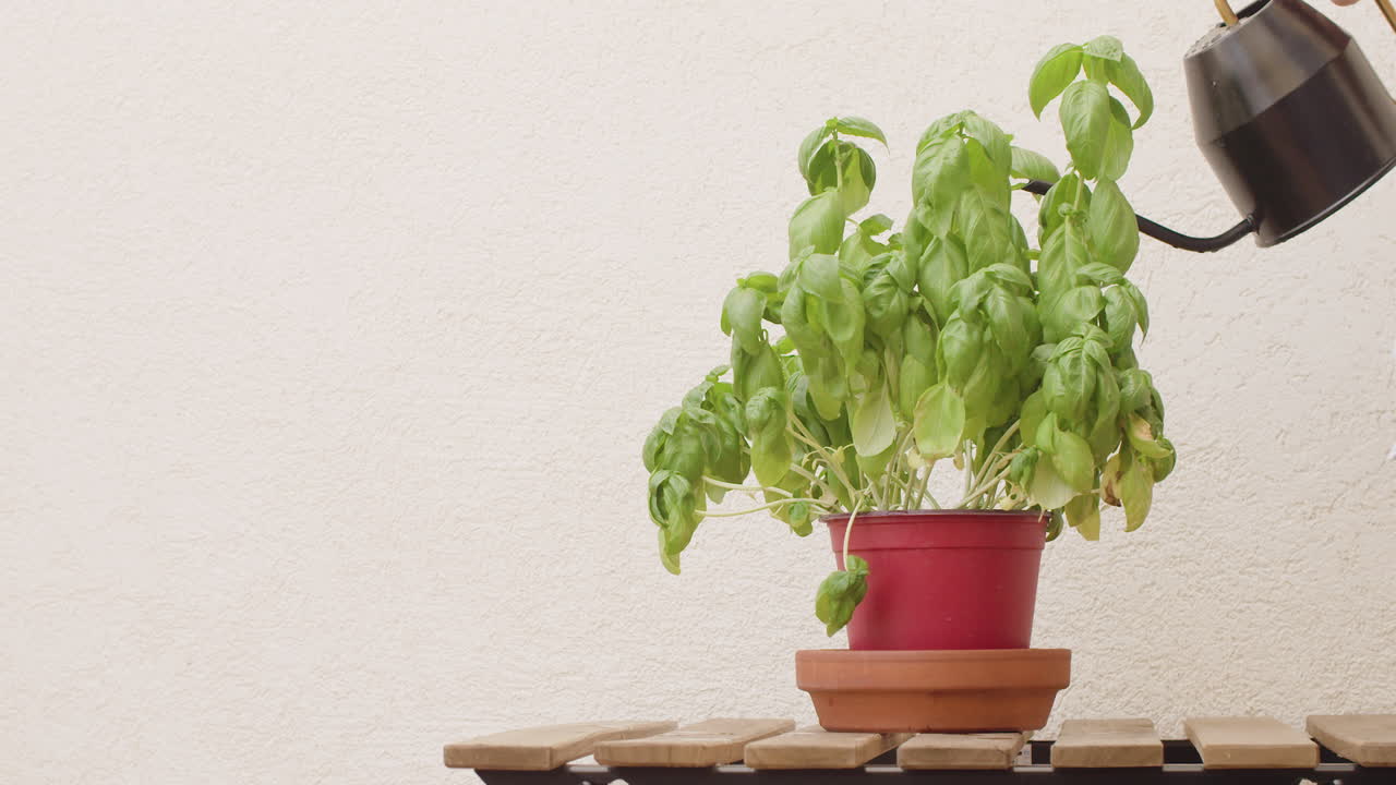 joven dando agua a un poco de albahaca en casa