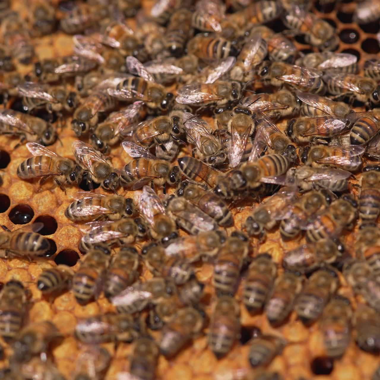 Busy work of bees on a honeycomb. Family of bees sealing ready honeycombs full of honey with beeswax. Close-up