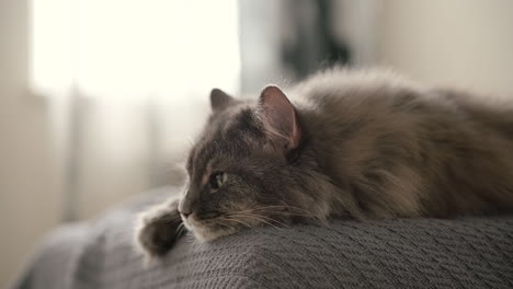 close up of a cute grey cat lying on sofa in living room