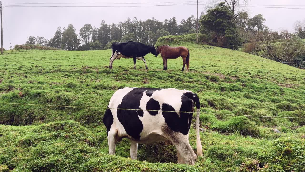 Mucche e cavallo in piedi su un campo erboso in collina a São Miguel, Azzorre.