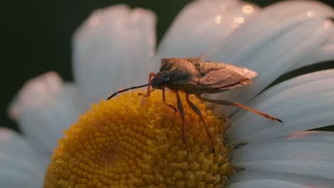 un insecto en una margarita