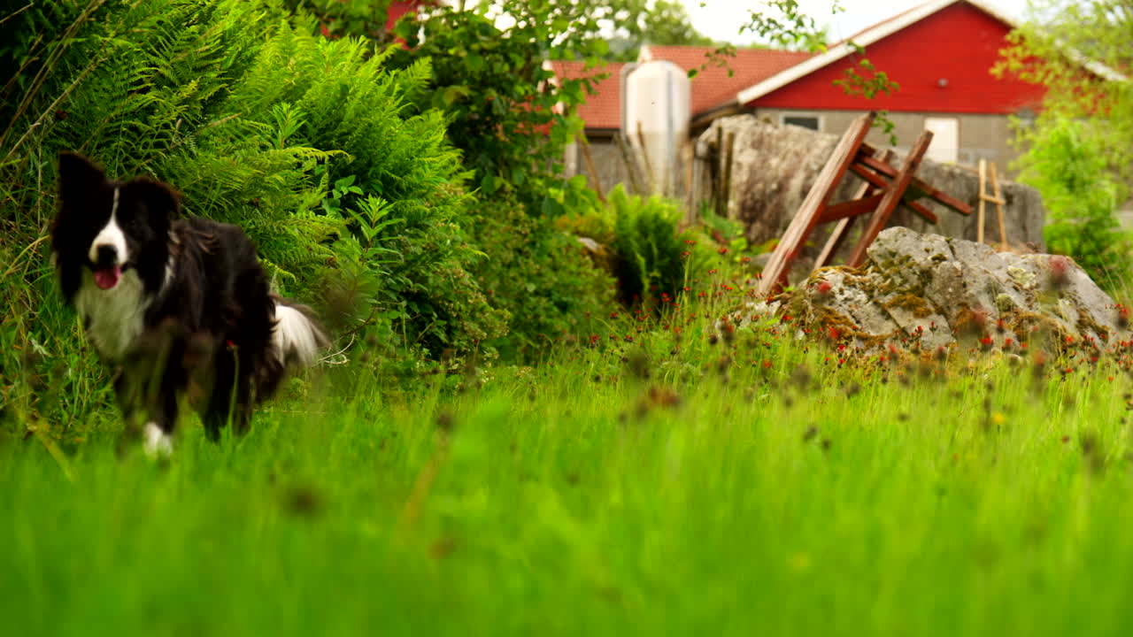 Dog runs along grassy edge with joy near red house in summer light, lush green in background
