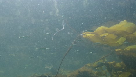 escuela de salmones juveniles nadando junto a algunas algas