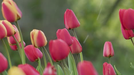 Blossoming-tulips-in-spring-and-falling-light-snow