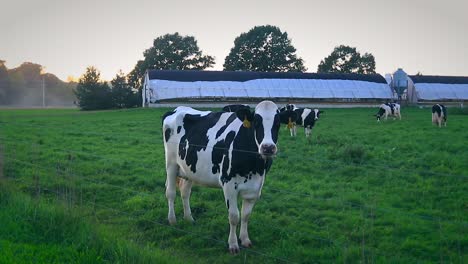 Kuh,-Die-Auf-Dem-Bauernhof-Läuft,-Zeitlupen-Slider-Aufnahme,-Milchfleischindustrie