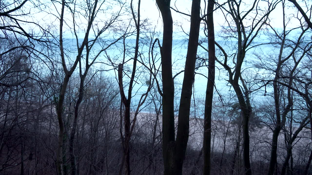 Tilt up shot showing mystic silhouette of trees against bright sky in background during dusk
