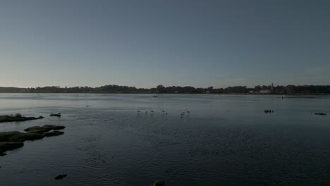 flock of flamingos taking off from the aveiro estuary, portugal, towards the sun