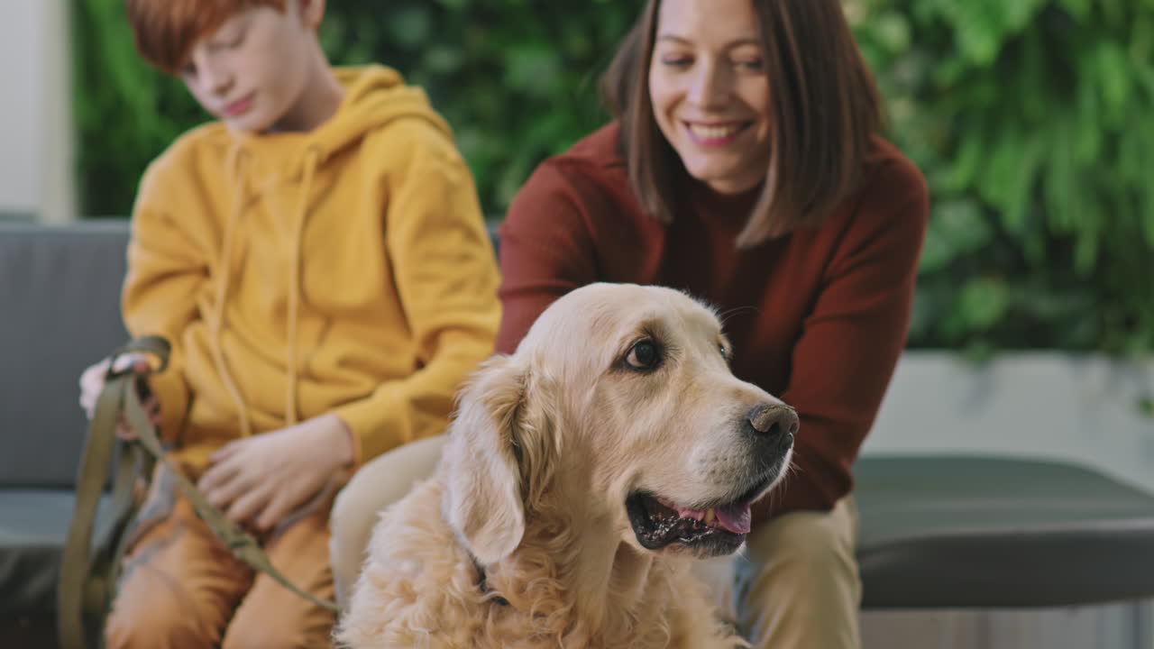 Adorable Golden Retriever At Vet Clinic