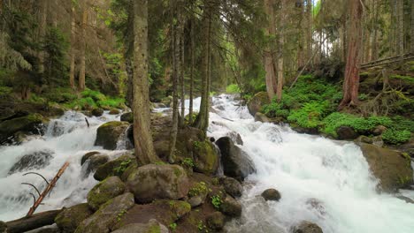 Gebirgsfluss-Im-Wald.-Wunderschöne-Tierlandschaft.