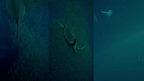 animales del océano pacífico