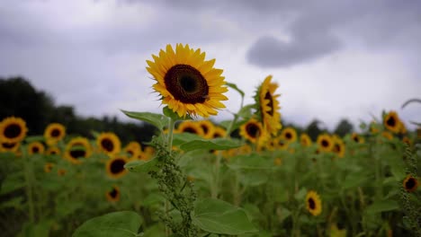 Tiro-Medio-De-ángulo-Bajo-De-Un-Girasol-En-Una-Granja-De-Girasoles-En-Un-Día-De-Verano