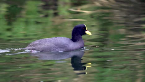 Close-up-shot-of-a-Red-gartered-coot-swimming-on-a-peaceful-lake