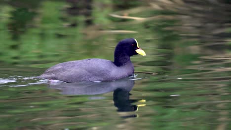 close up shot of a red-gartered coot swimming on a peaceful lake