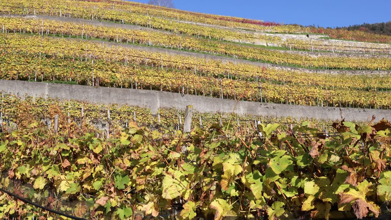 Vineyard in autumn, golden yellow grape vines in fall colors