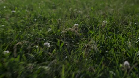 Nahaufnahme-Von-Grünem-Gras-In-Zeitlupe-In-Einem-Park-In-Montreal,-Quebec