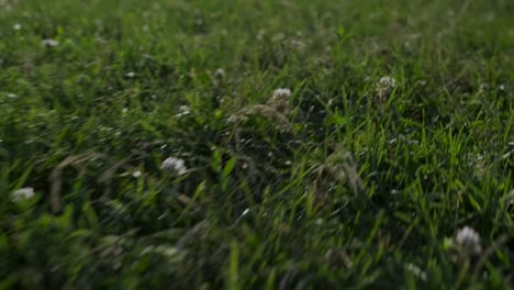 primer plano en cámara lenta de hierba verde en un parque en montreal, quebec