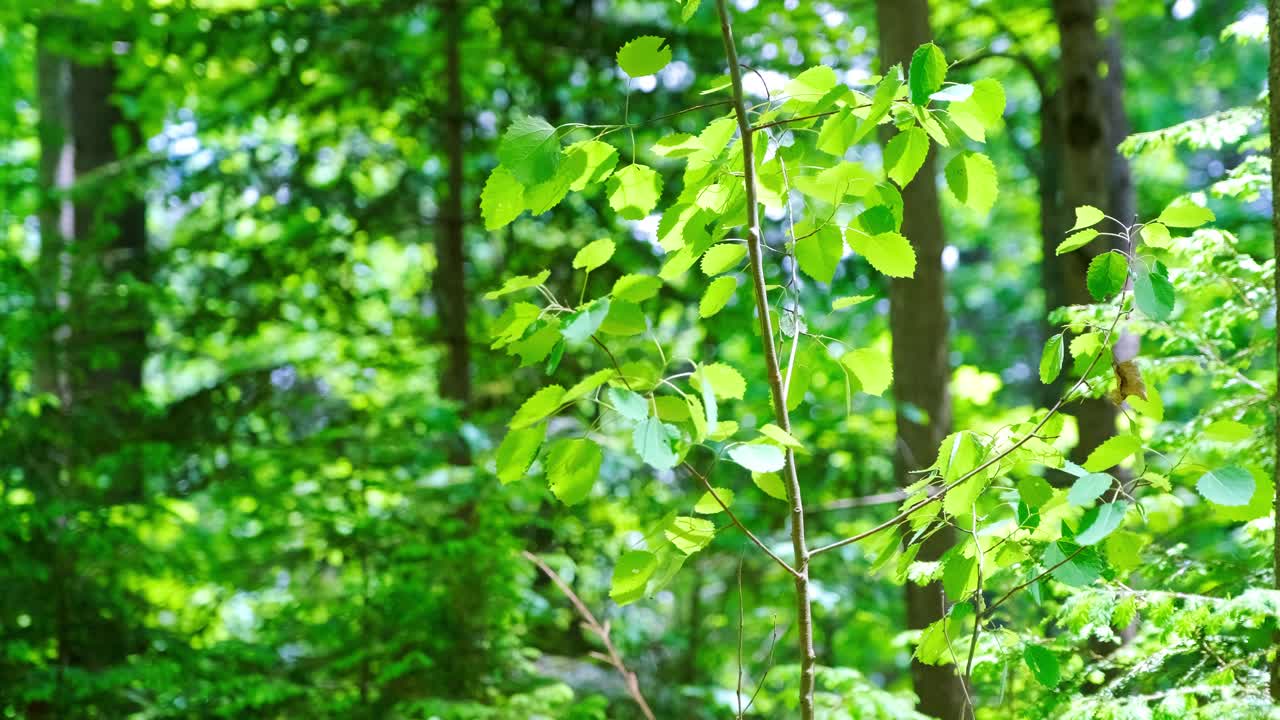 숲에서 녹색 잎에 햇빛