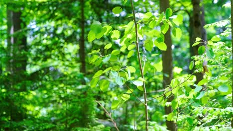 Sunshine-on-green-leaves-in-forest