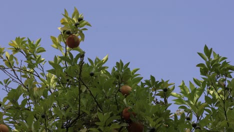 Naranjas-Colgando-De-La-Rama-De-Un-árbol-En-Un-Jardín-Bajo-El-Cielo-Soleado.