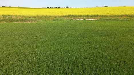 Aerial-images-with-drone-of-a-rapeseed-field-in-Llagostera-Gerona-Costa-Brava-Spain-zenith-shots-fluid-movements-European-crops-bike-rides