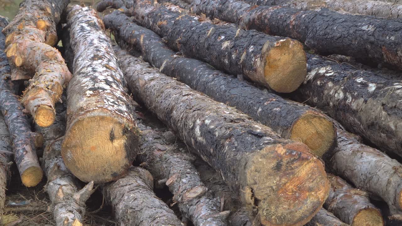 겨울에 쓰일 수 있는 나무 줄기 어리