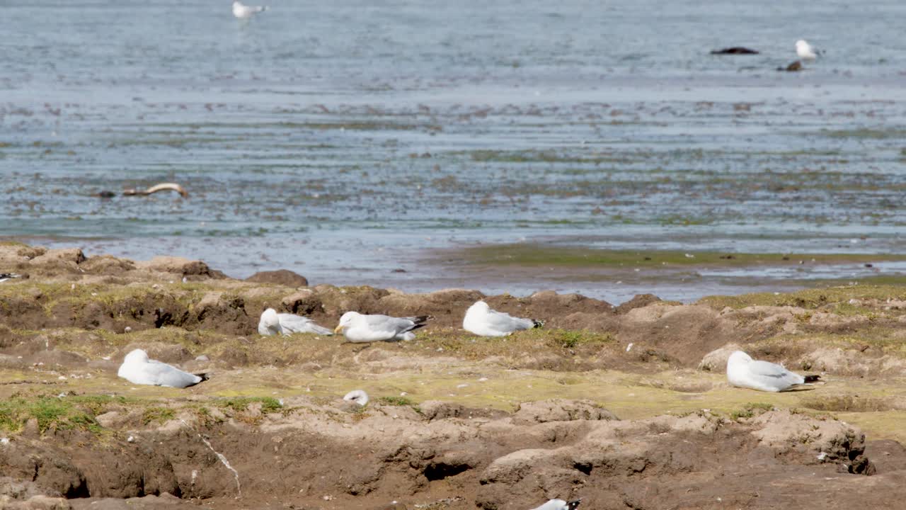 Seagulls gather and fly along Cromarty tidal flats, bright daylight, steady wide shot, natural setting