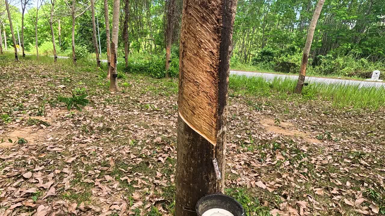 A serene scene of rubber tapping in Phuket, Thailand, with a focus on the natural latex collection process