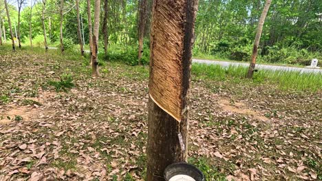 a serene scene of rubber tapping in phuket, thailand, with a focus on the natural latex collection process