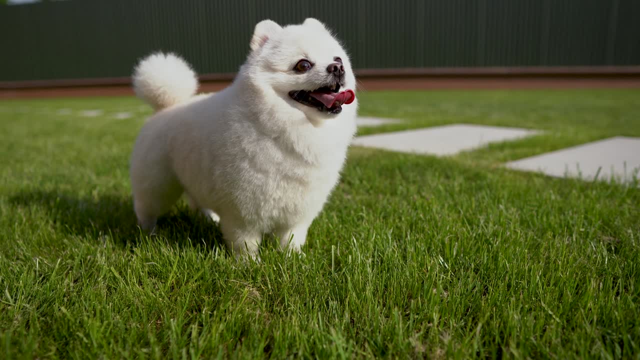색 포메라니안 스피츠의 어리가 밖으로 어나와 개가 잔디 위에 서 있습니다.
