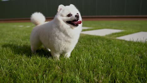 close-up of one white pomeranian spitz with his tongue sticking out. dog stands on the grass.