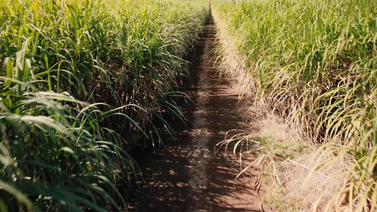 una toma de un camino angosto que cruza una plantación de caña de azúcar