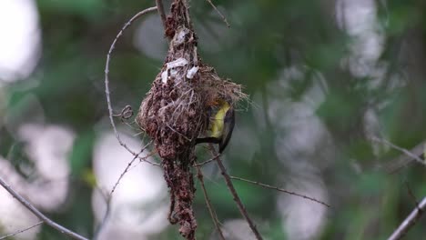 visto acercándose a su nido para alimentarse y luego se va volando, sunbird de espalda verde oliva cinnyris jugularis, parque nacional kaeng krachan, tailandia