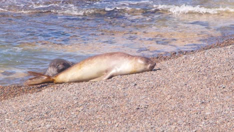 una hembra de foca elefante emergiendo del océano sube a la playa de arena agotada por el esfuerzo del mar , la península valdes