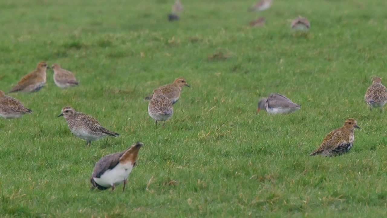 북부 페나인 카운티 더럼 영국의 고지대 목초지에서 황금 물떼새, 레드섕크 및 랍윙 먹이
