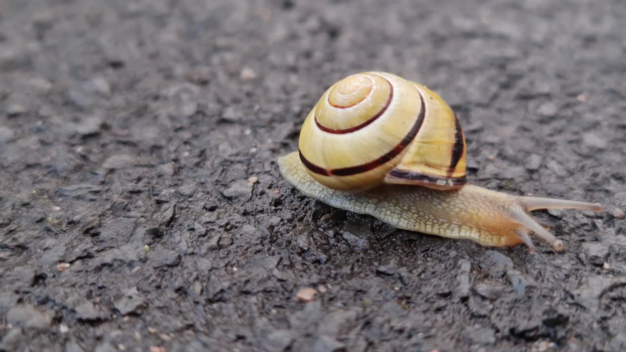 un caracol de jardín moviéndose a través de un pavimento asfaltado
