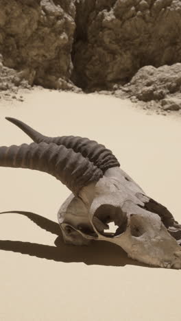 a skull in the desert