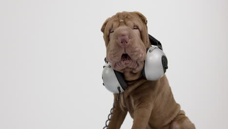 shar pei dog puppy wearing headphones with white background