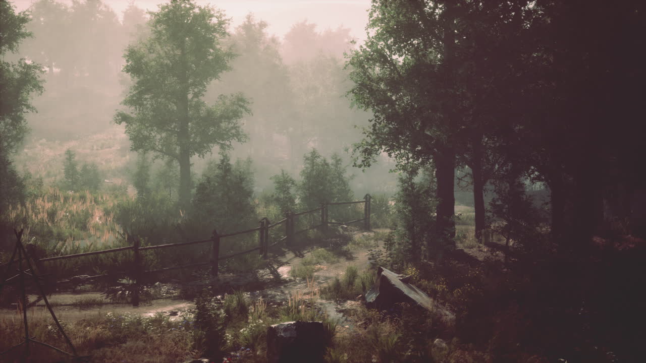 camino del bosque de niebla